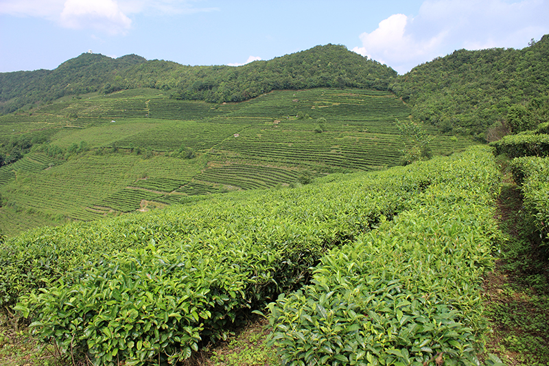 云南镇沅：多措并举推动茶产业提档升级