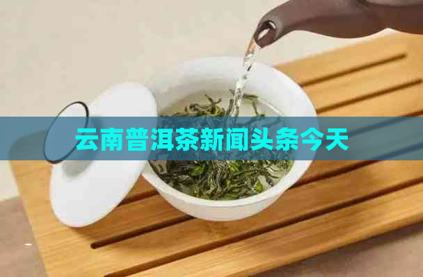 云南普洱茶新闻头条今天